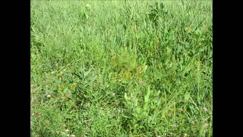 Strong Ability To Filter Water Straw Color Flatsedge August 2024