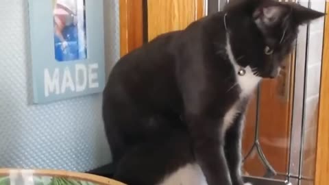 Cat With Infinite Rizz | Funny Cat Compilation