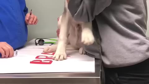The Most Dramatic Husky