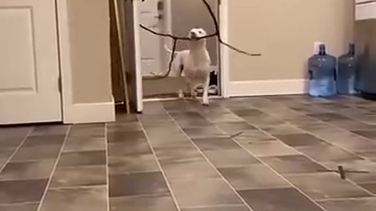 Yess the funny animals