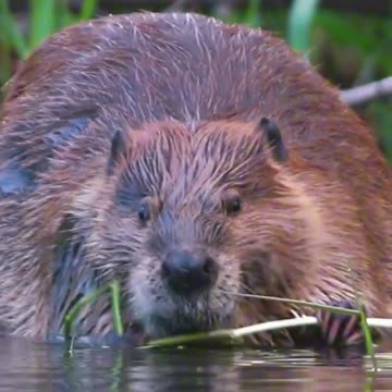 "Wood" You Expect Anything Else From A Beaver? 🦫🪵 | Sounds of Nature