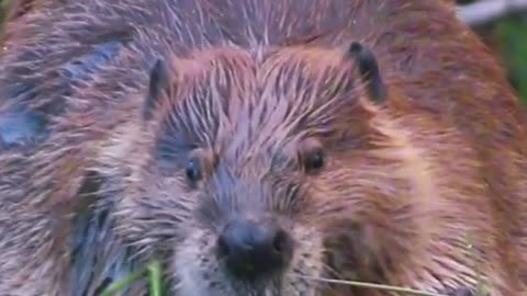 🍽️ Snack Time with a Little Beaver | Cutest Muncher in the Wild! 🦫💚