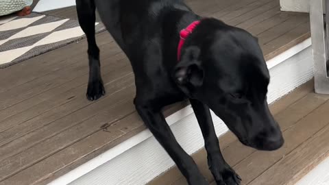 Dog Gets Super Excited for Owners to Come Home