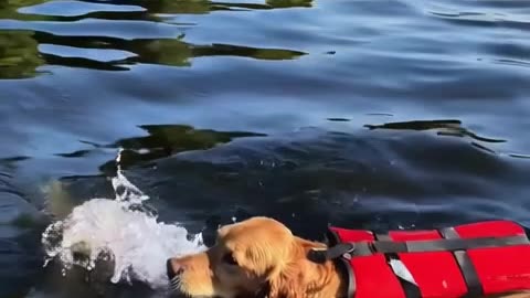 Dog 🐕