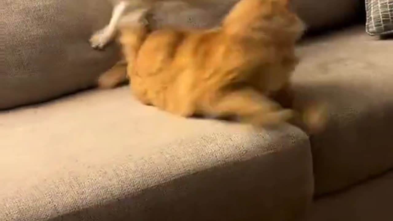 finally an orange cat meets it's match. an orange fox