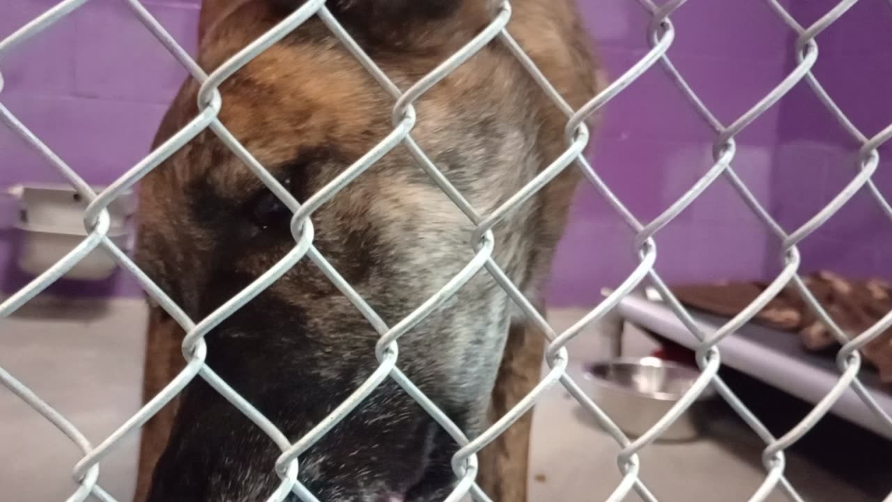 Red 5y Pet Id 879580 kennel 23 HSSAZ shelter not ok with much of my kibble but all's good20250725238