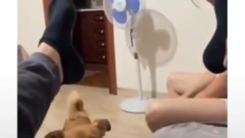 Falei foi peido !!! Se nao se borrou, se cagou todo #shorts.mp4