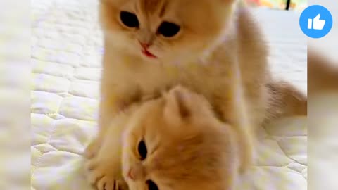 I'm playing with my Brother😻🥰