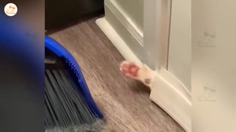 Funny videos