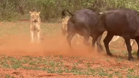 buffalo vs lion fight