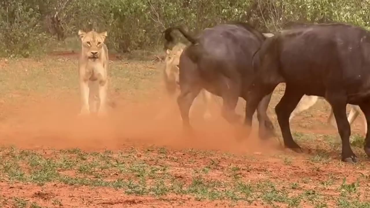 buffalo vs lion fight