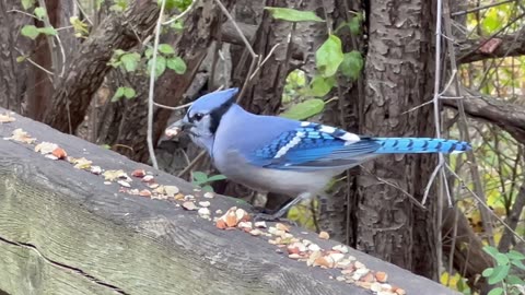 Blue Jay grabbing almonds in Toronto