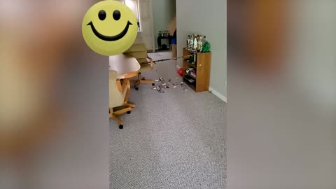 Funny Animal seri 30