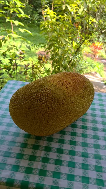 Fresh Jackfruit at the Farm 🌳 | Expat Life in the Philippines 🇵🇭 | Tropical Fruit Love