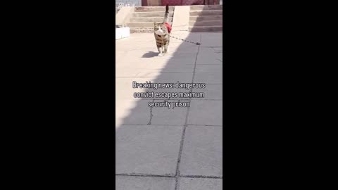 Feline Follies Unleashed: Funny Cat Clips Galore!