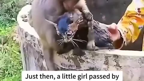 Monkey rescues cat that fell into a well