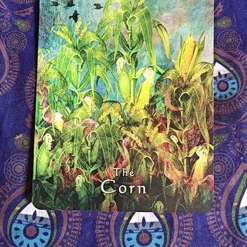 Oracle Card Reading 7/5/25