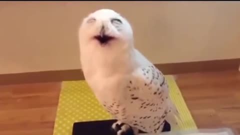 The laughing owl