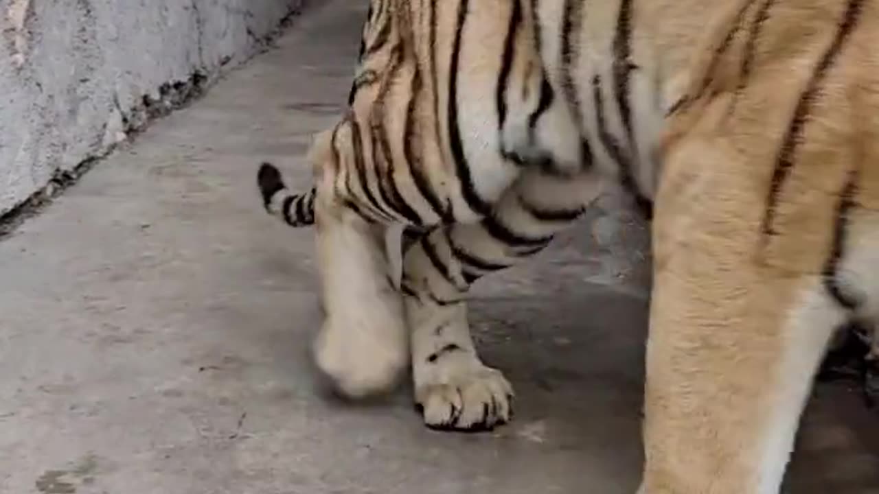 tiger