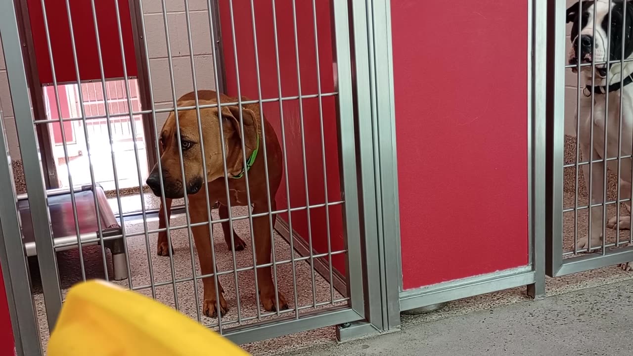 Winnie-left 1y A827587 kennel 13 pod 1 PACC shelter VID_20250402_150341767
