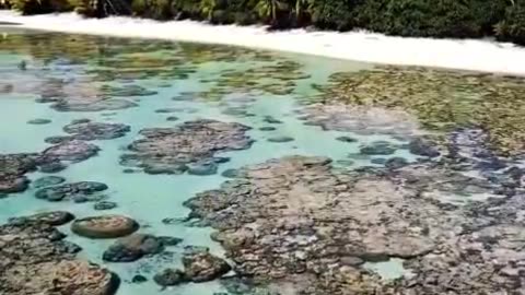 Coral forests