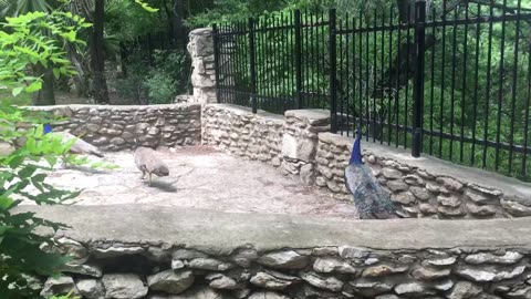 Three peacocks taking a walk