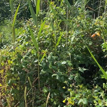 WOULD YOU WANT TO WALK HERE? Poison Ivy Invasion