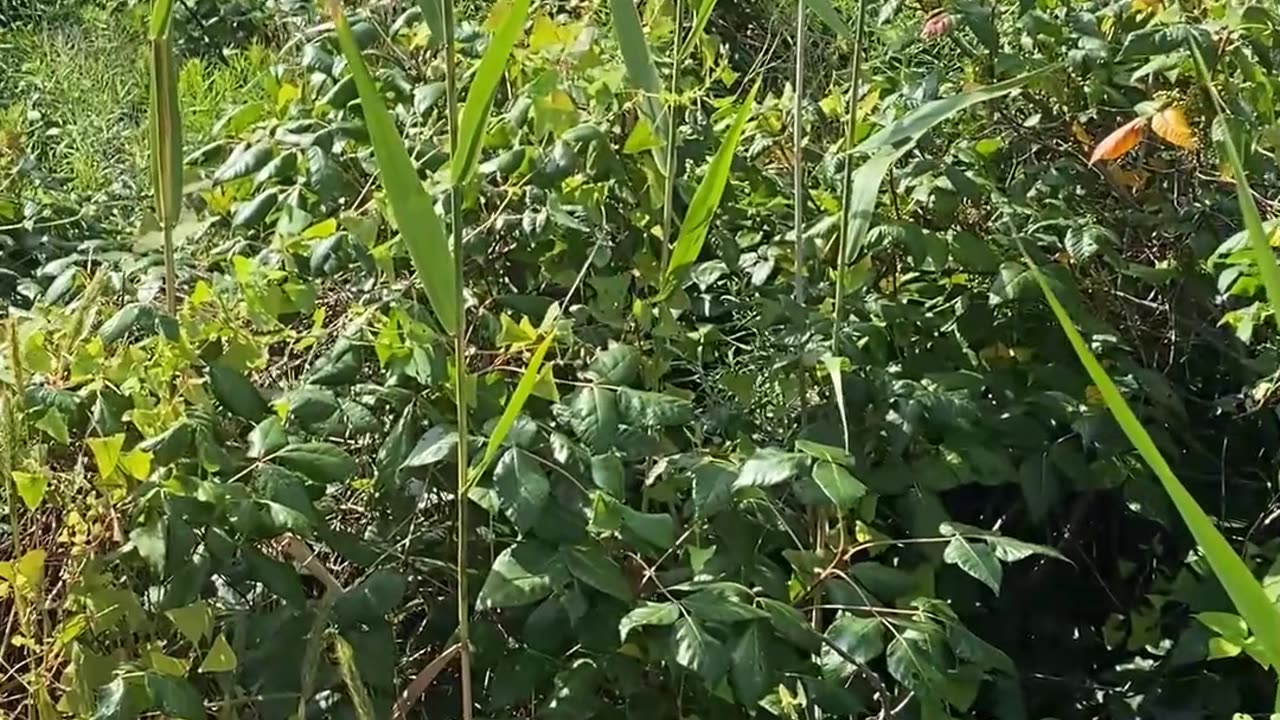 WOULD YOU WANT TO WALK HERE? Poison Ivy Invasion