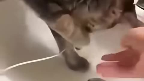 CATS ARE HELPFUL