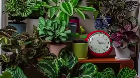 Plants life over 23 hours
