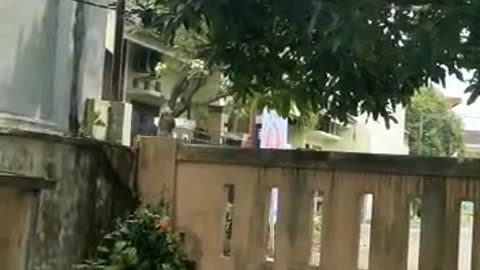 The Mango Thief’s Redemption
