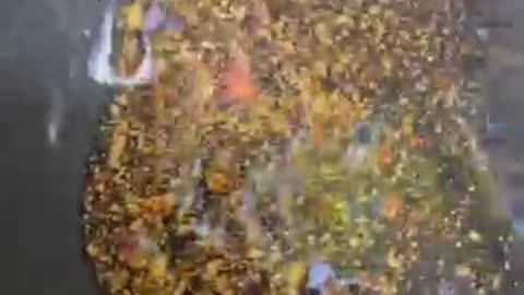 WOW😱‼️ Man Strikes Gold in Rock Crevice – Amazing Gold Panning Discovery!