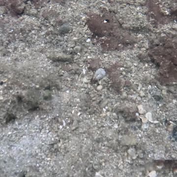 Snorkeling Through Serenity