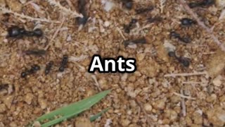 🐜🔬 The Secret Life of Ants – Nature’s Chemical Communicators! 🌿