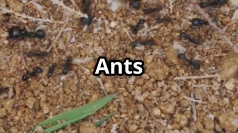 🐜🔬 The Secret Life of Ants – Nature’s Chemical Communicators! 🌿
