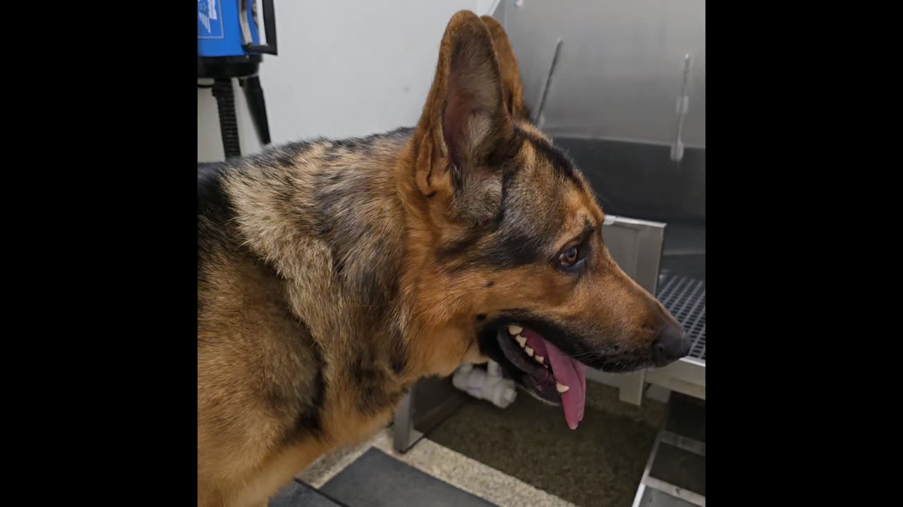 Virgil german shepherd.