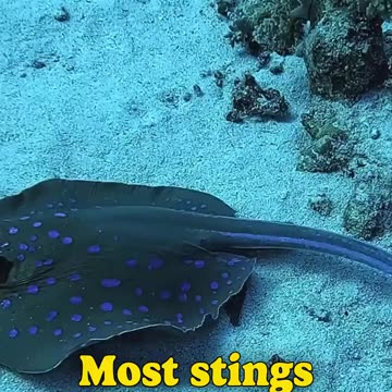 Stingrays are graceful marine creatures, but their venomous barbs hold a shocking secret! 🏝️