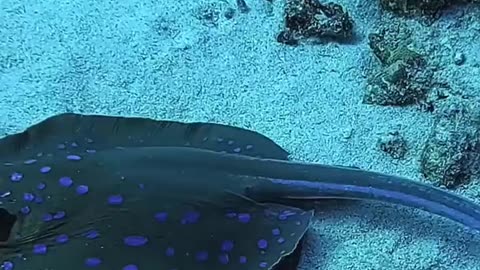 Stingrays are graceful marine creatures, but their venomous barbs hold a shocking secret! 🏝️