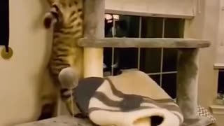 Funny animal clips Cute wild animals Funny animal videos