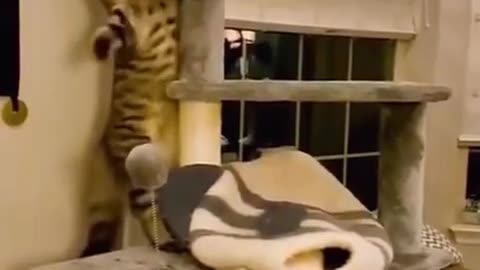 Funny animal clips Cute wild animals Funny animal videos
