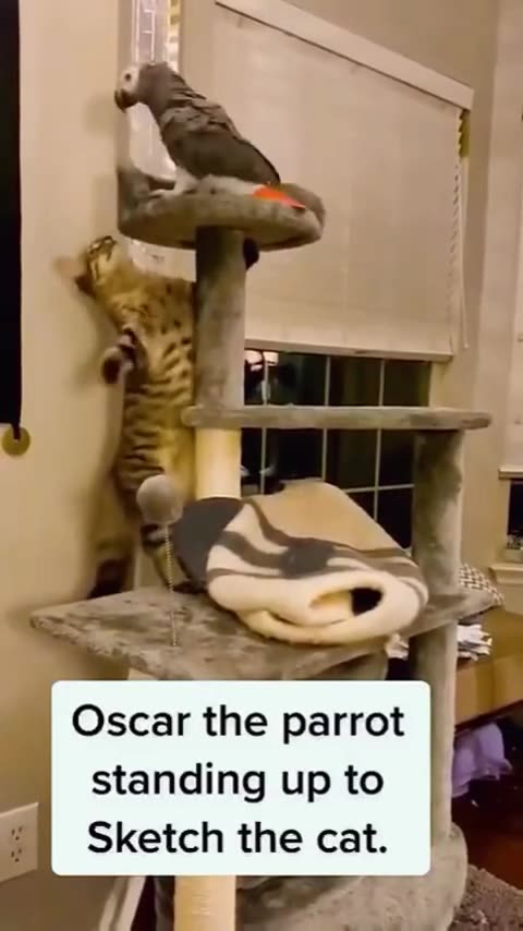 Funny animal clips Cute wild animals Funny animal videos