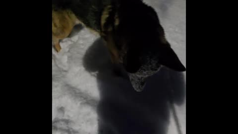 Virgil german shepherd.