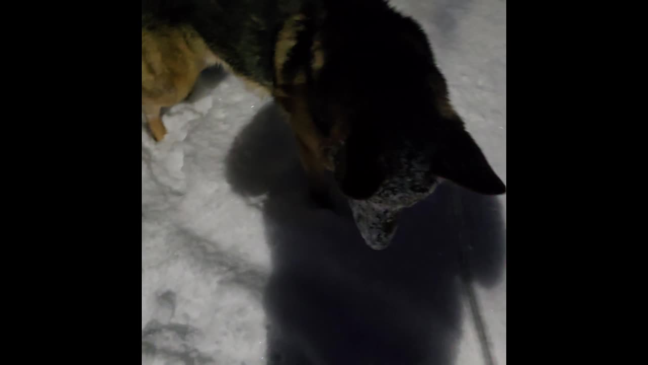 Virgil german shepherd.