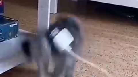 Trending: Funny Cat Fails #catfails