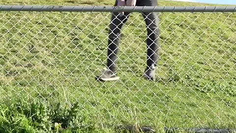 How Animals Get Over a Fence (With Emojis) 😂