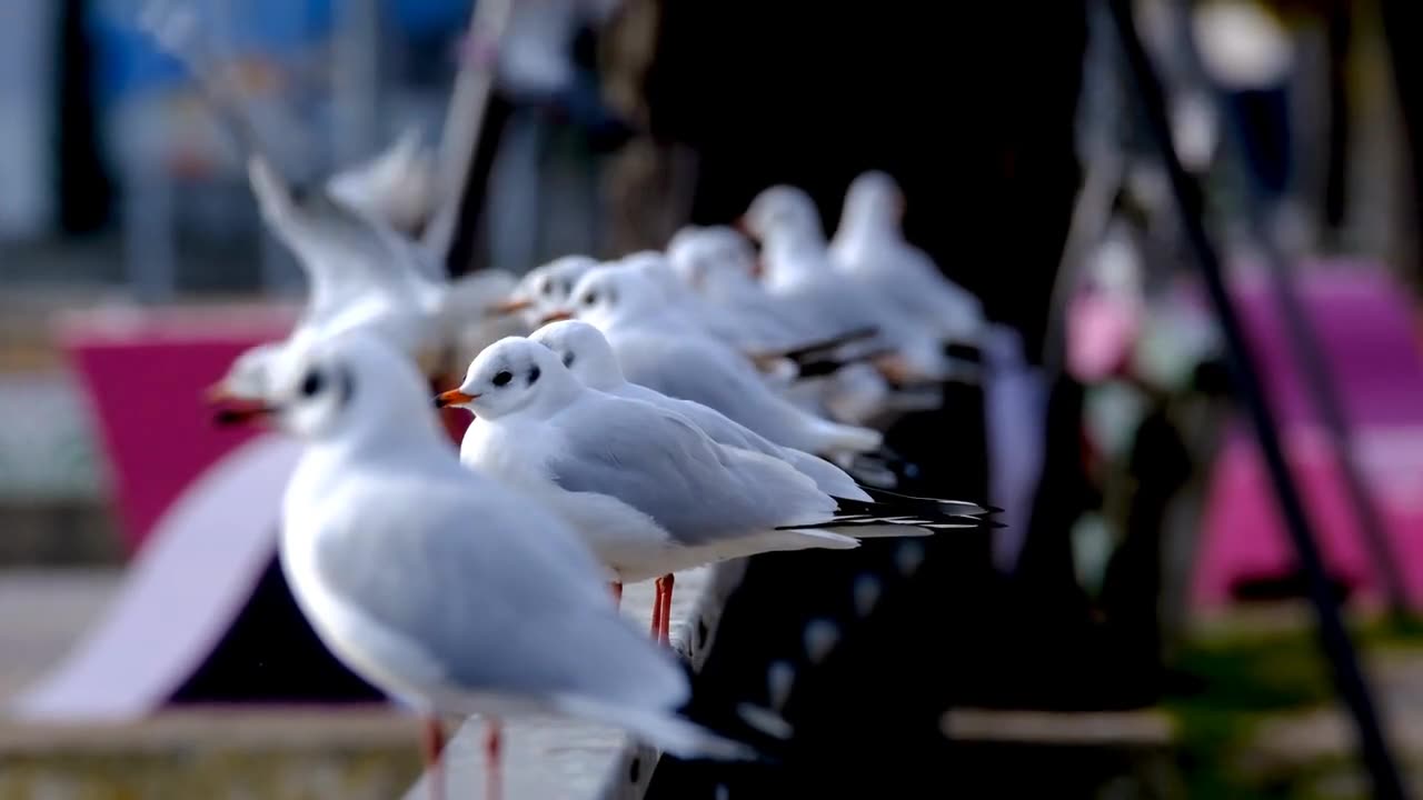GULL BIRD GROUPS