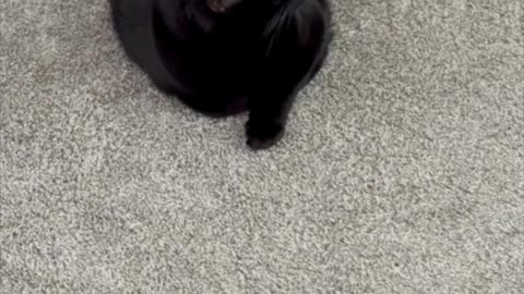Precious Piper Guards Her Lobby Tuffet and Hiding Spot - Adopting a Cat from a Shelter Vlog #shorts