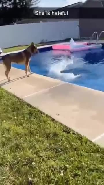 animals funny video2025