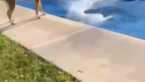 animals funny video2025