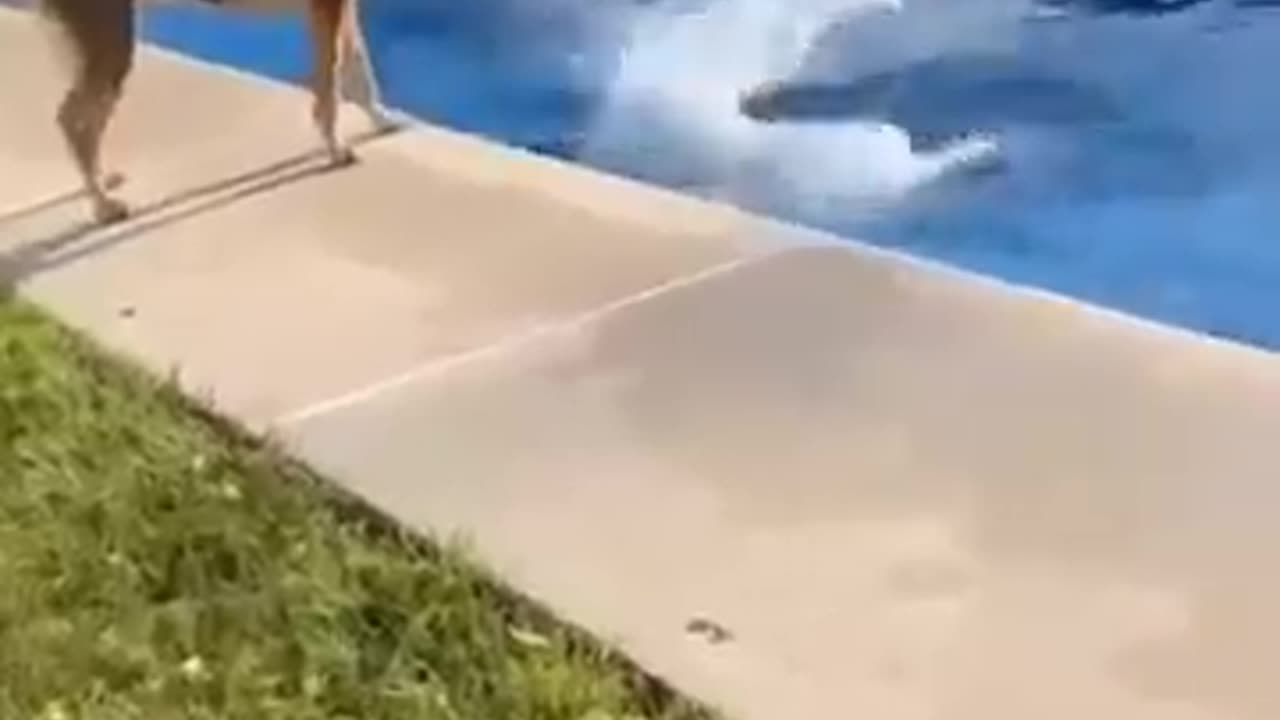 animals funny video2025